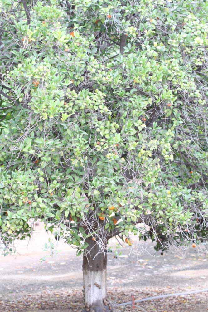            Habit (Riverside, CA)   